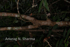 Cleistanthus malabaricus